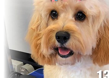 Jim's Dog Wash Bowral