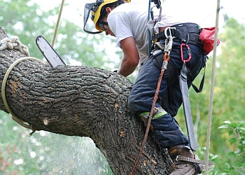 Judd’s Tree Solutions