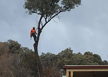 Judd’s Tree Solutions