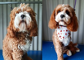 K9 Creative Dog Grooming