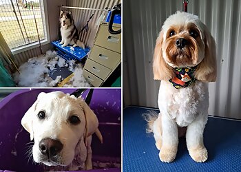 K9 Creative Dog Grooming