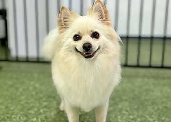 K9 Kulture Daycare & Spa