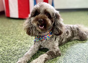 Rockhampton Dog Grooming K9 Kulture Daycare & Spa image 1