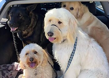 Kassie's Dog Walking & Pet Sitting Gold Coast