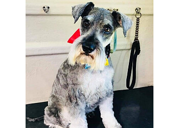 3 Best Dog Grooming In Tweed Heads - Expert Recommendations