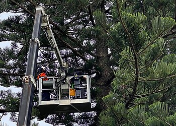 Langham's Tree Services