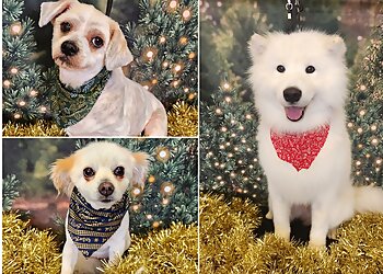 Lauren's Grooming Room