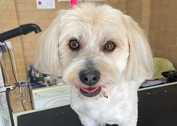 Lauren's K9 Clip & Clean