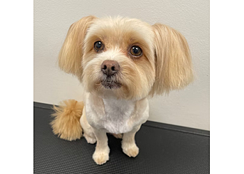 Adelaide Dog Grooming Little Dog Daycare image 1