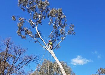 Local Tree Care