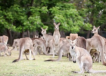 Lone Pine Koala Sanctuary