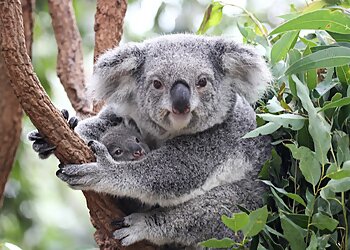 Lone Pine Koala Sanctuary