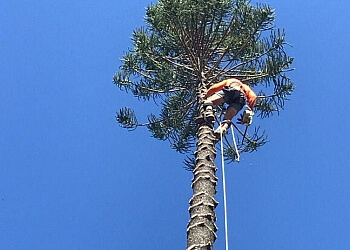 Luke's Tree Services
