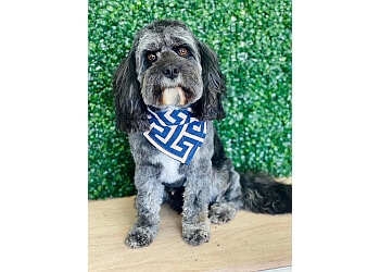 M.Y. Dog Grooming Salon