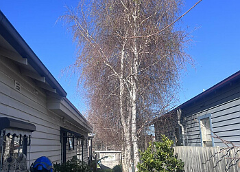 Major Tree Services