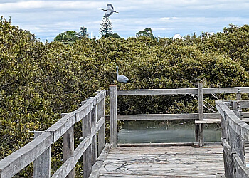 Mangrove Boardwalk