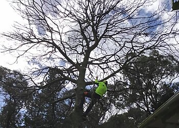Melbourne Tree Specialists