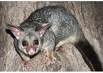 Melbourne Wildlife & Pest Control