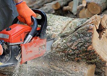 Melton Tree and Stump Removals