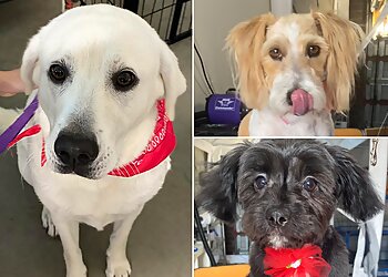 Moulin Pooch Grooming Lounge