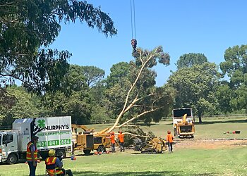 Maitland Tree Services Murphy’s Tree and Stump Service image 1