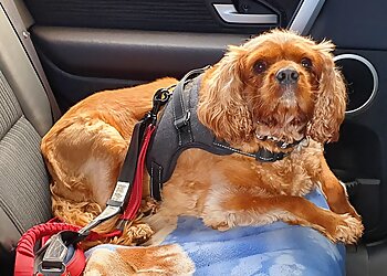 Northern Adelaide Pet Sitters