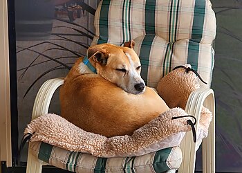 Northern Adelaide Pet Sitters