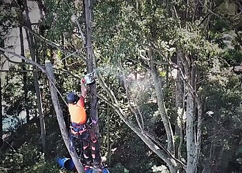 Northern Suburbs Trees