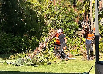 Northern Suburbs Trees