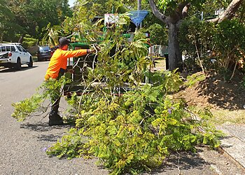 Sydney Tree Services Northern Suburbs Trees  image 1