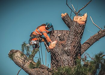 O.S. Trees Pty. Ltd.