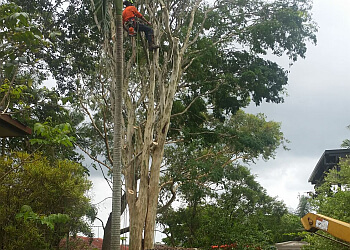 Oasis Tree Management