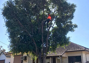 Pacey Tree Services