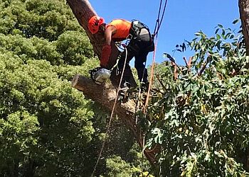 Pacey Tree Services