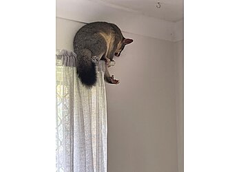 Pauls Possum Removal