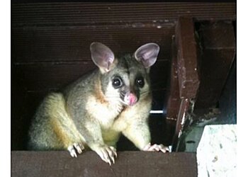 Pauls Possum Removal