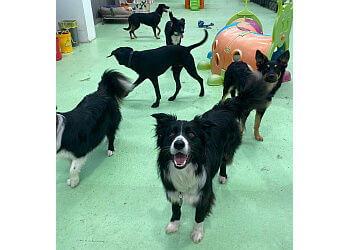 Paw by Paw Playhouse Dog Grooming & Daycare