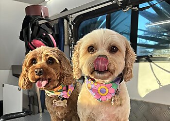 Pawfection Pet Styling