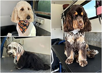 Pawfection Pet Styling