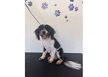 Pawfessionally Pampered