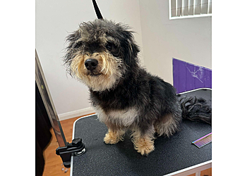 Pawfessionally Pampered