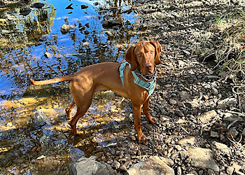 PawrentalGuidance PawrentalGuidance