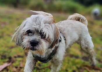 Paws & Claws Pet Sitting