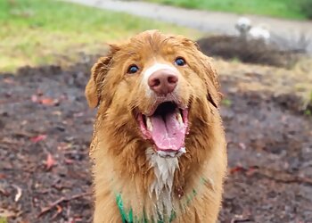 Paws & Claws Pet Sitting