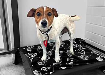 Paws on Parade Holistic Dog Grooming