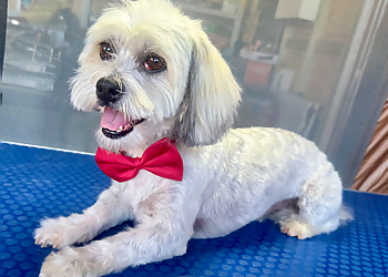 Perfect Paws Dog Spa