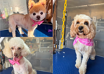 Perfect Paws Dog Spa