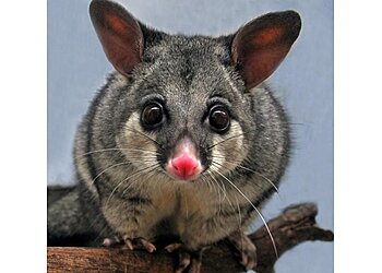 Pesky Possum Bird and Pest Control