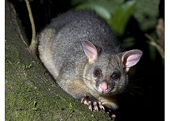 Peter the Possum Man