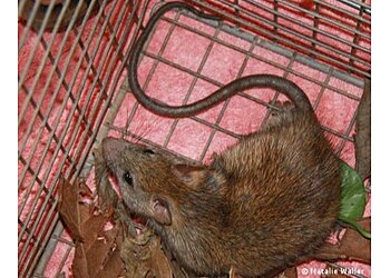 Peter the Possum and Bird Man